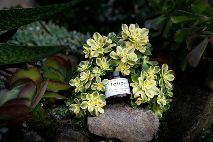 Forest Blend Deer Tallow